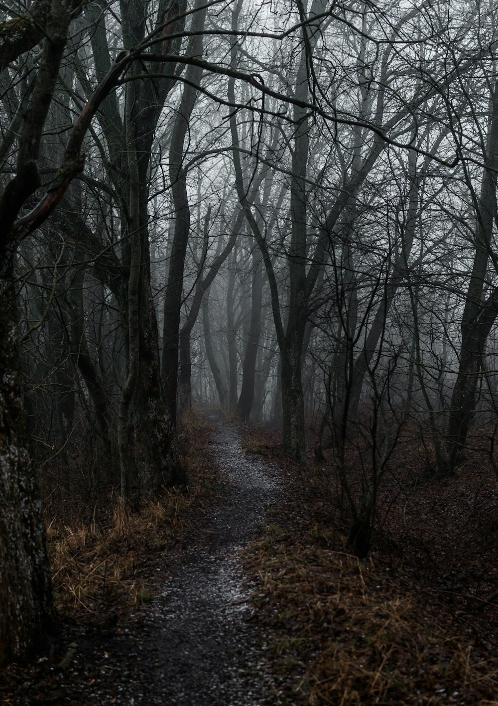 pathway between leafless trees