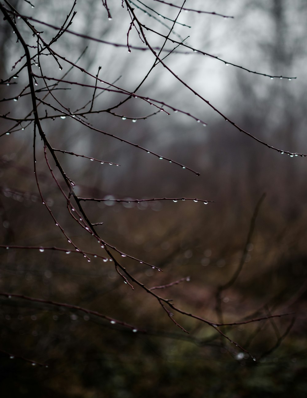 brown leafless tree