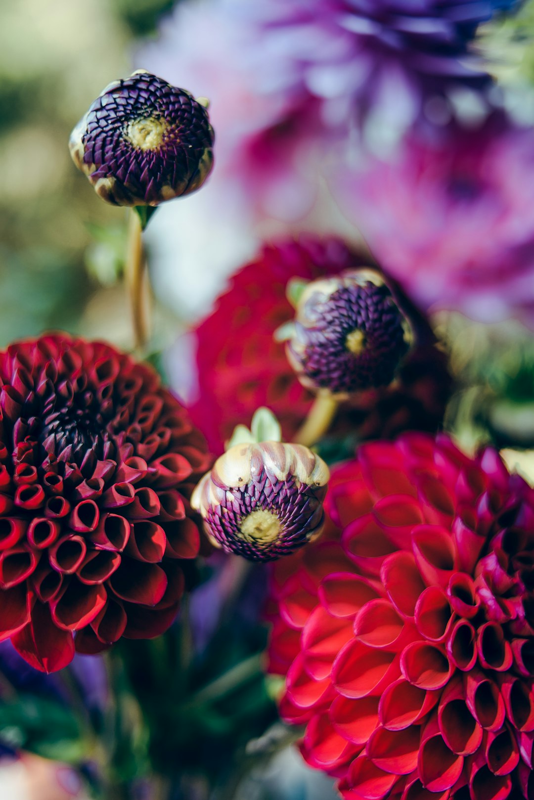 selective focus photography of purple-and-red-petaled carnation flowers
