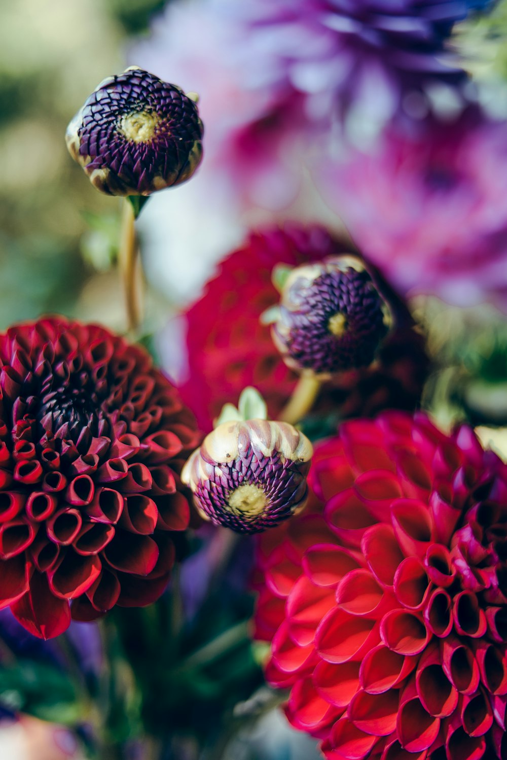 fotografia de foco seletivo de flores de cravo de pétalas roxas e vermelhas