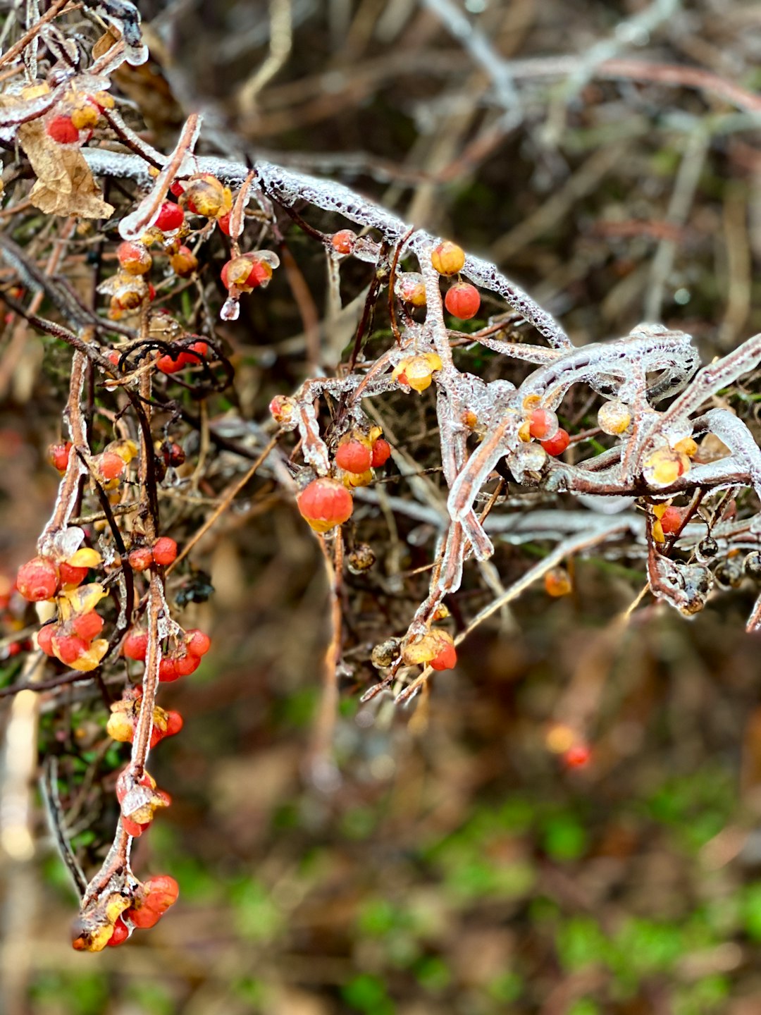 red fruit photograph