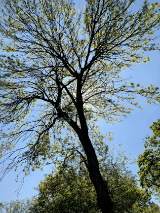 A freshly pruned tall oak tree with sunlight filtering through its leaves.