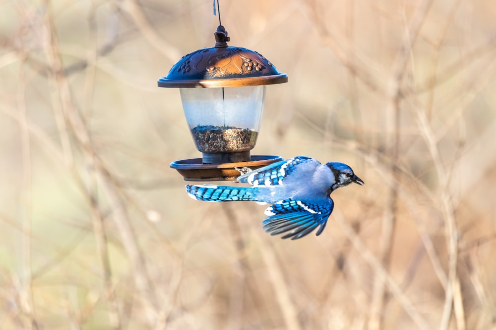 bird perching on bird feeder