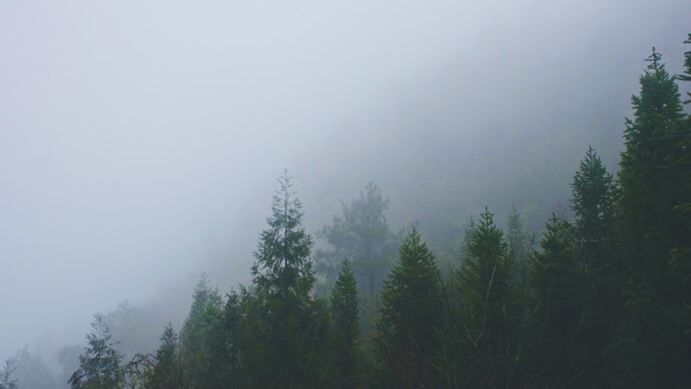 Forêt dans le jour brumeux