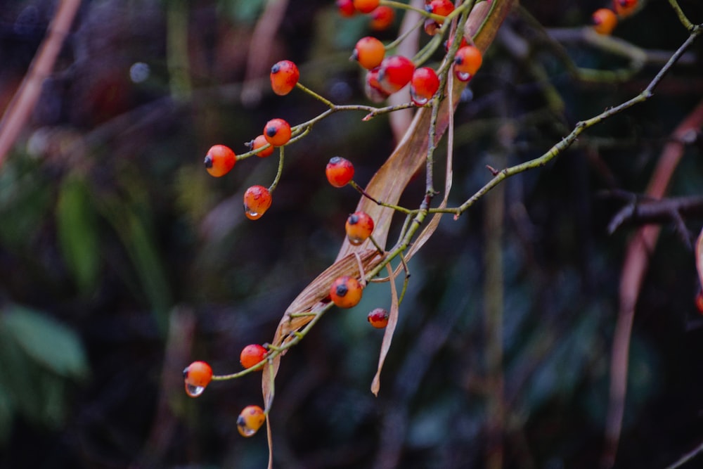 selective focus photography of red fruits