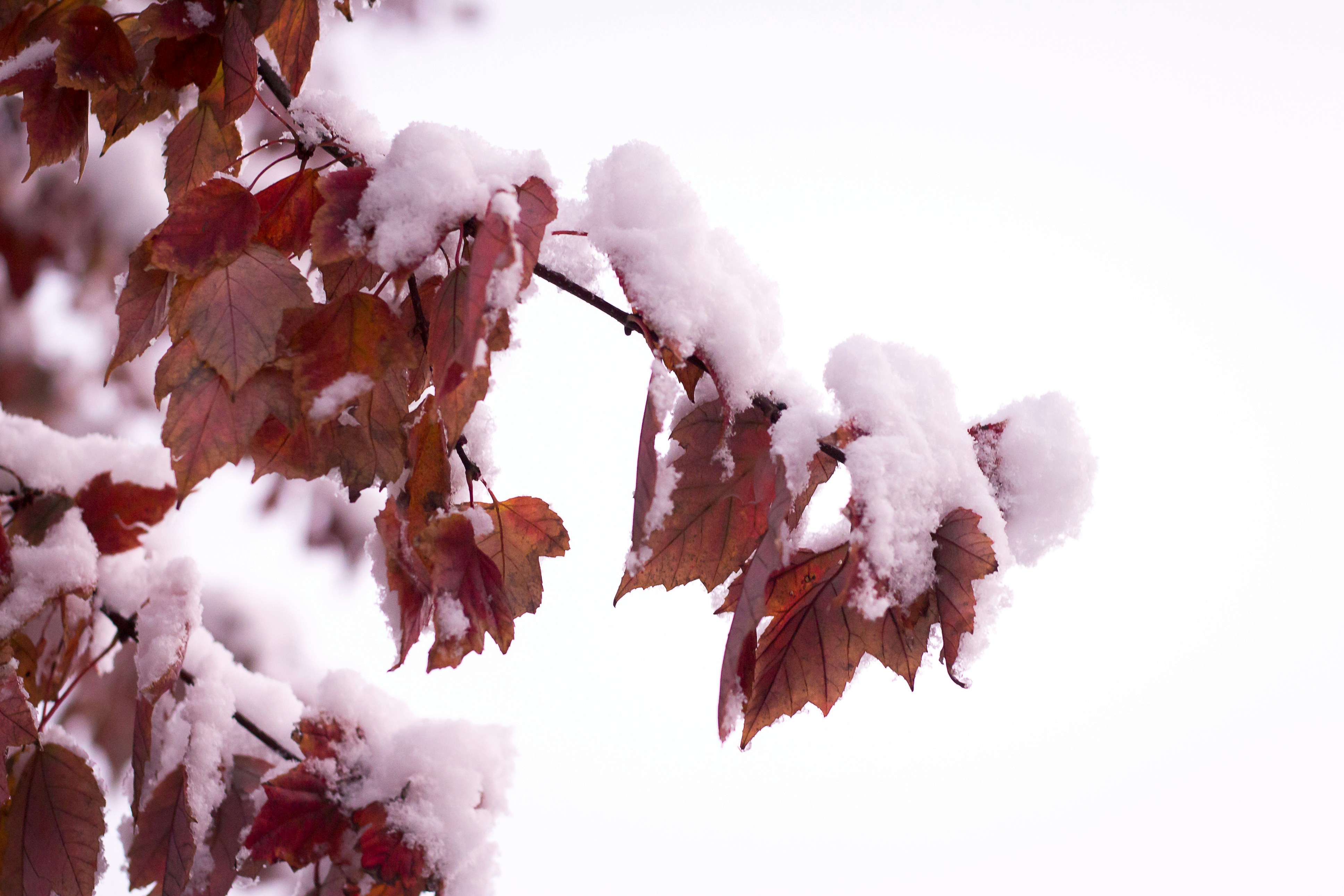 Photo by shellbell130