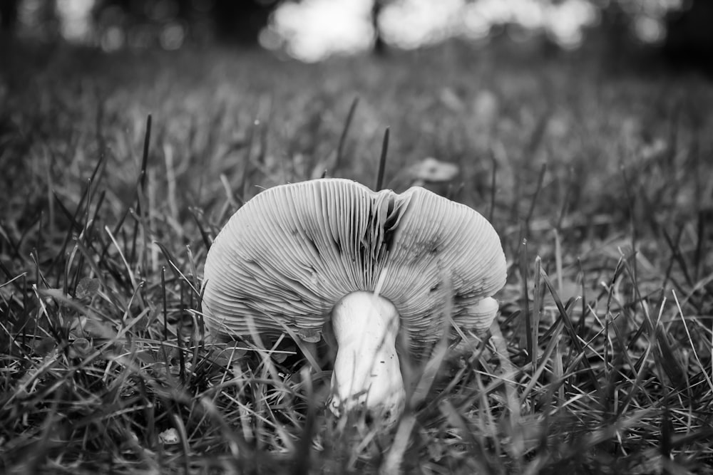 풀밭에 버섯의 그레이스케일 사진
