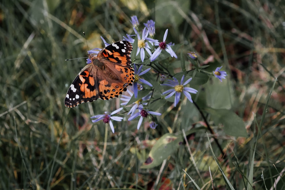black and brown butterfly on blue flowers