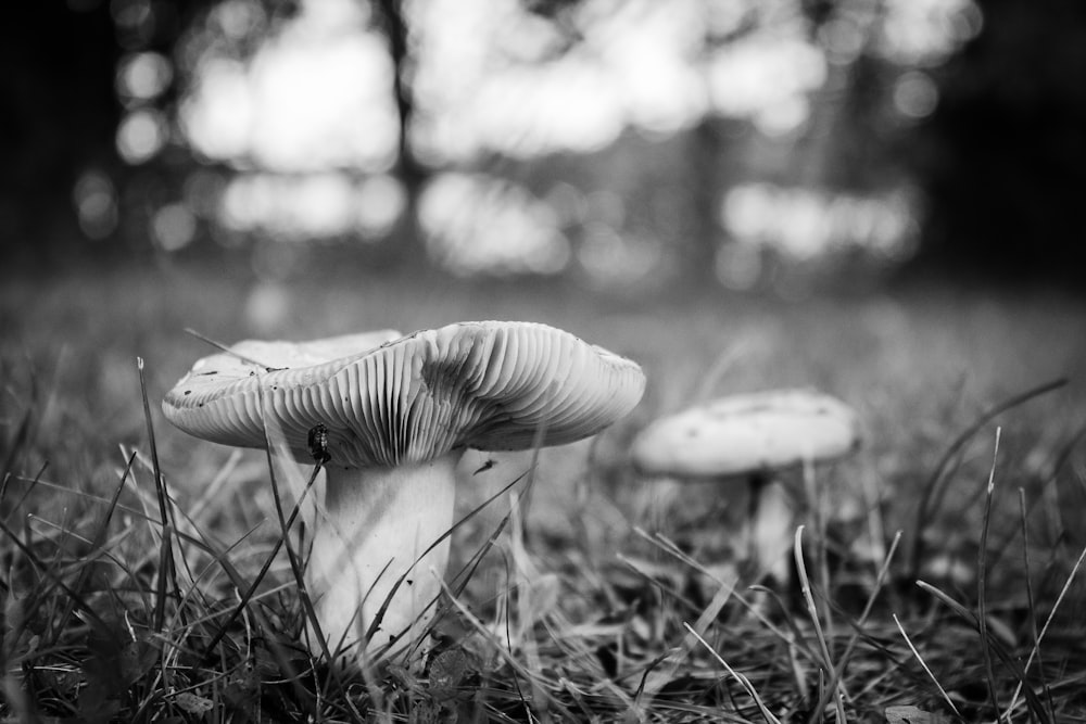 grayscale photography of mushroom