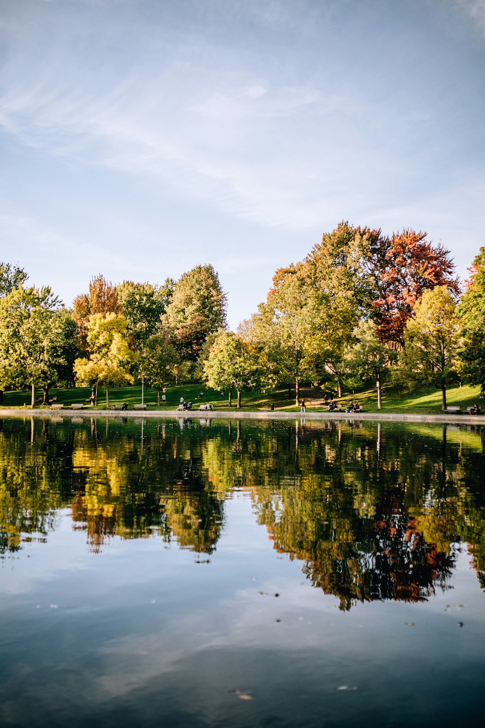 green-leafed trees beside body of water during daytime