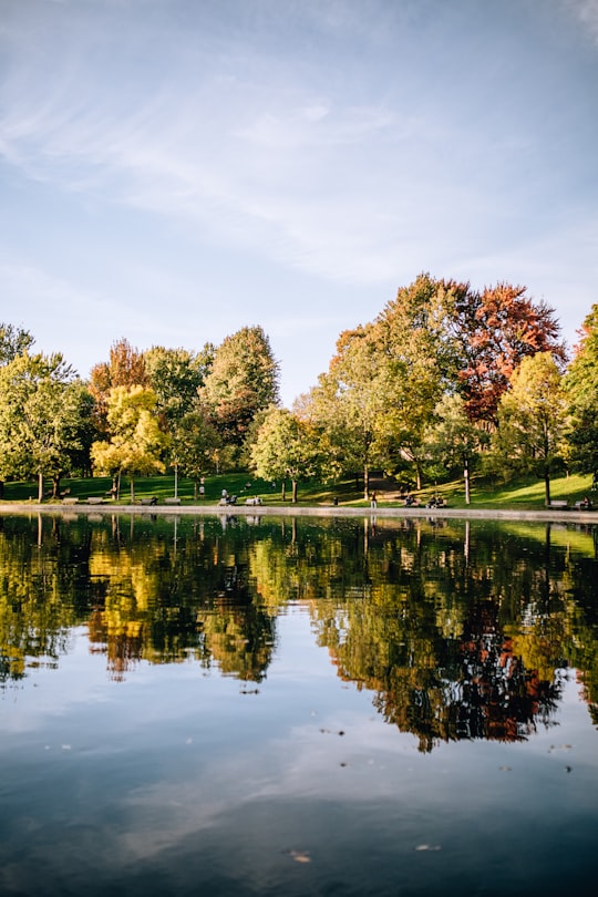 green-leafed trees beside body of water during daytime in Montreal Canada