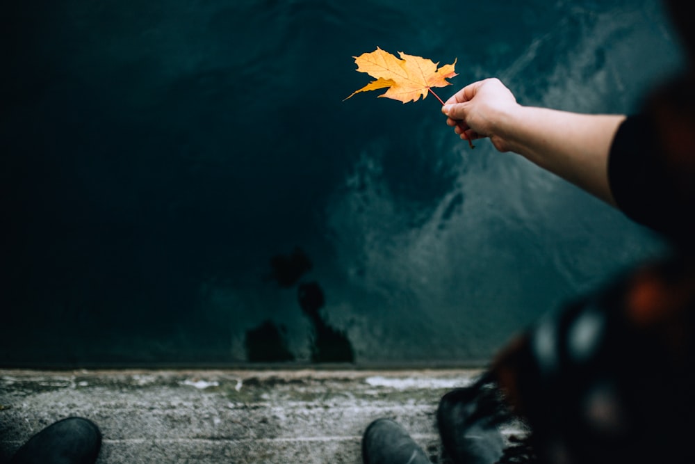 person holding yellow maple leaf