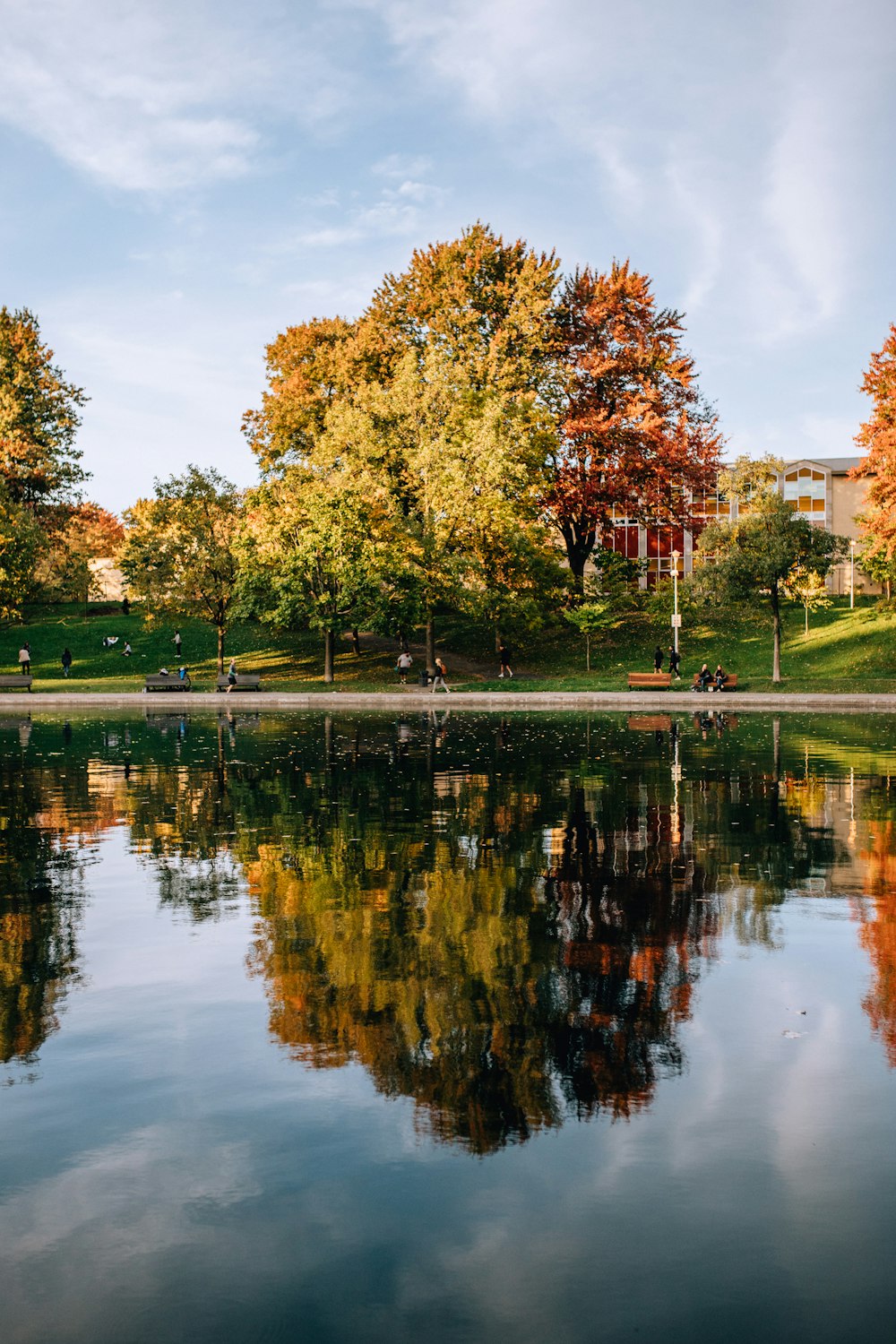 alberi a foglia verde accanto allo specchio d'acqua durante il giorno