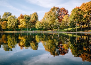 green-leafed trees beside body of water during daytime