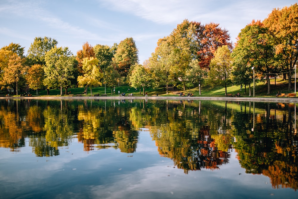 green-leafed trees beside body of water during daytime