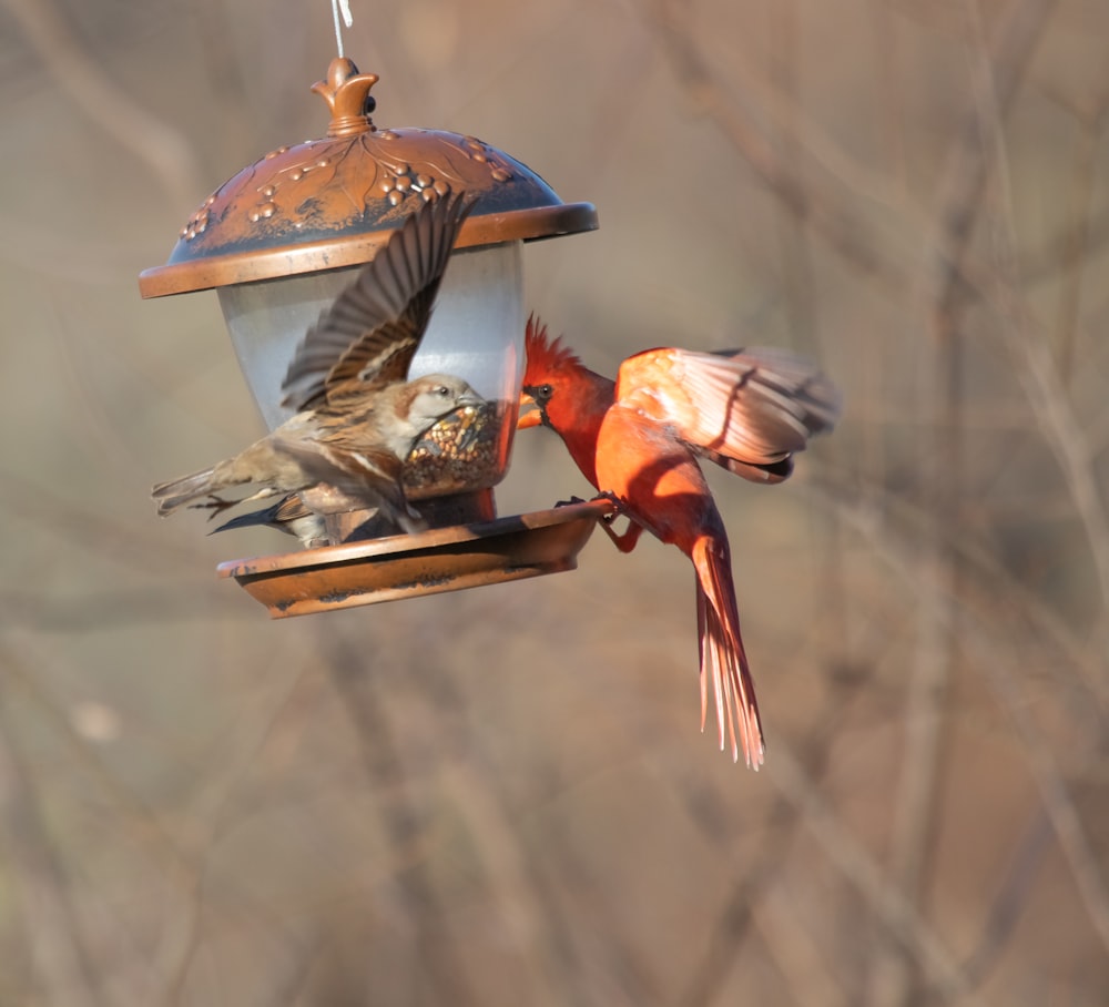 two birds on bird feeder
