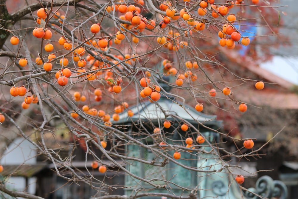昼間は木の上の丸いオレンジ色の果実