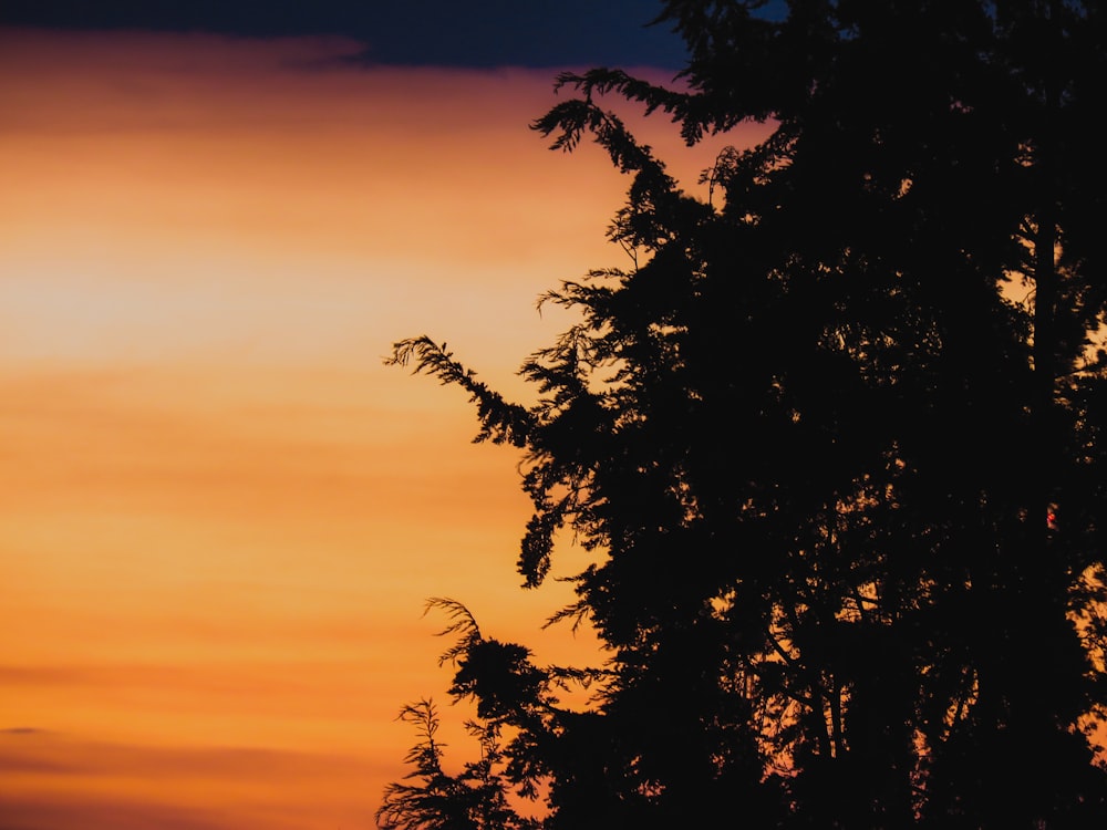 silhouette photography of tree