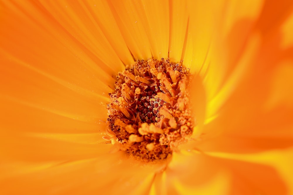 macro photography of a yellow-petaled flower