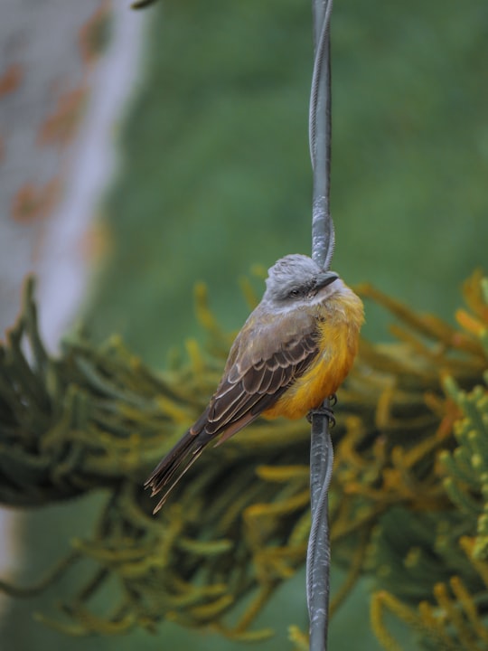 brown and yellow bird in Bogota Colombia