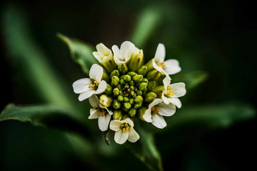 Fiori decorativi: foto stock - 9.306.394 immagini