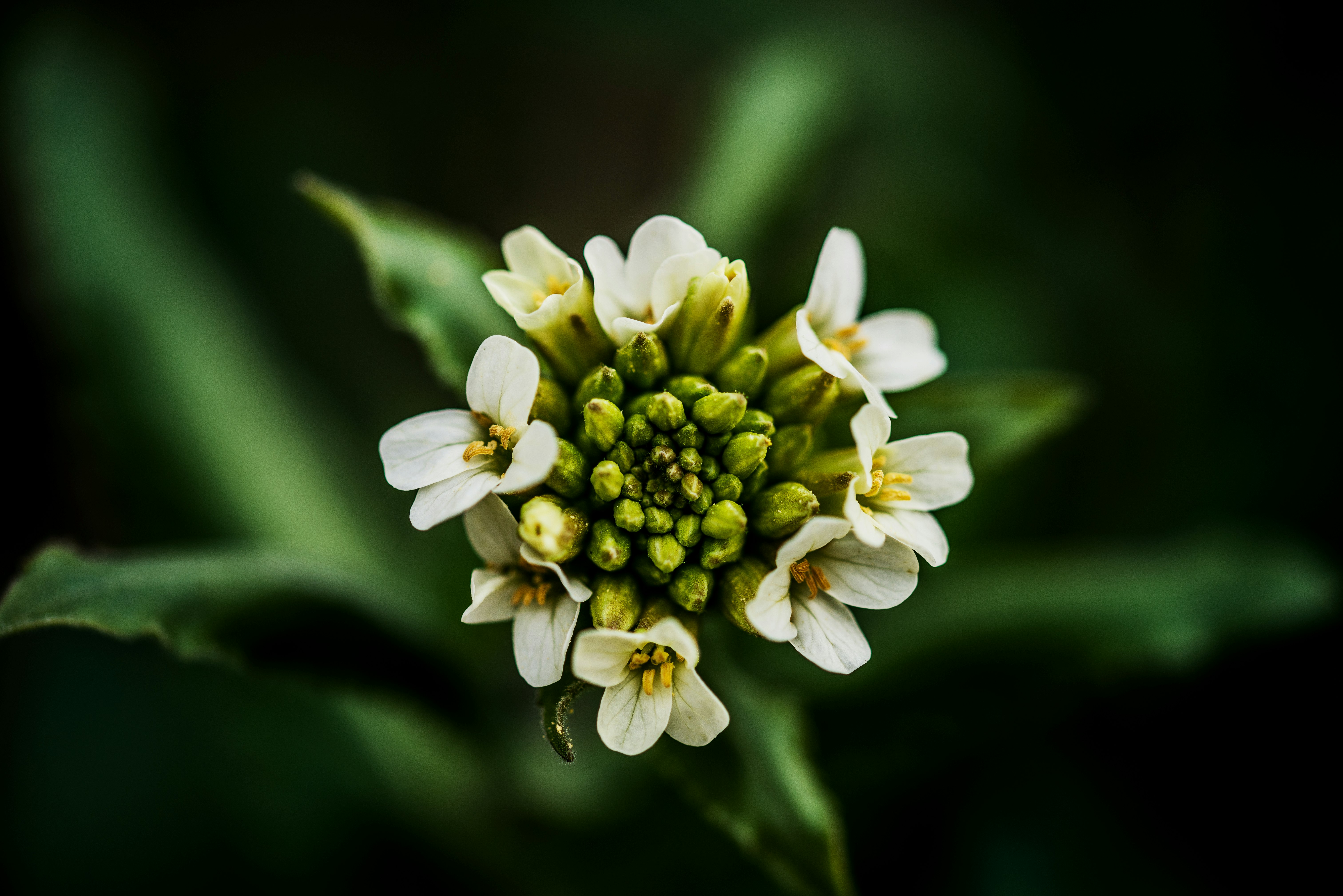 macro photography of white nanyberry flower