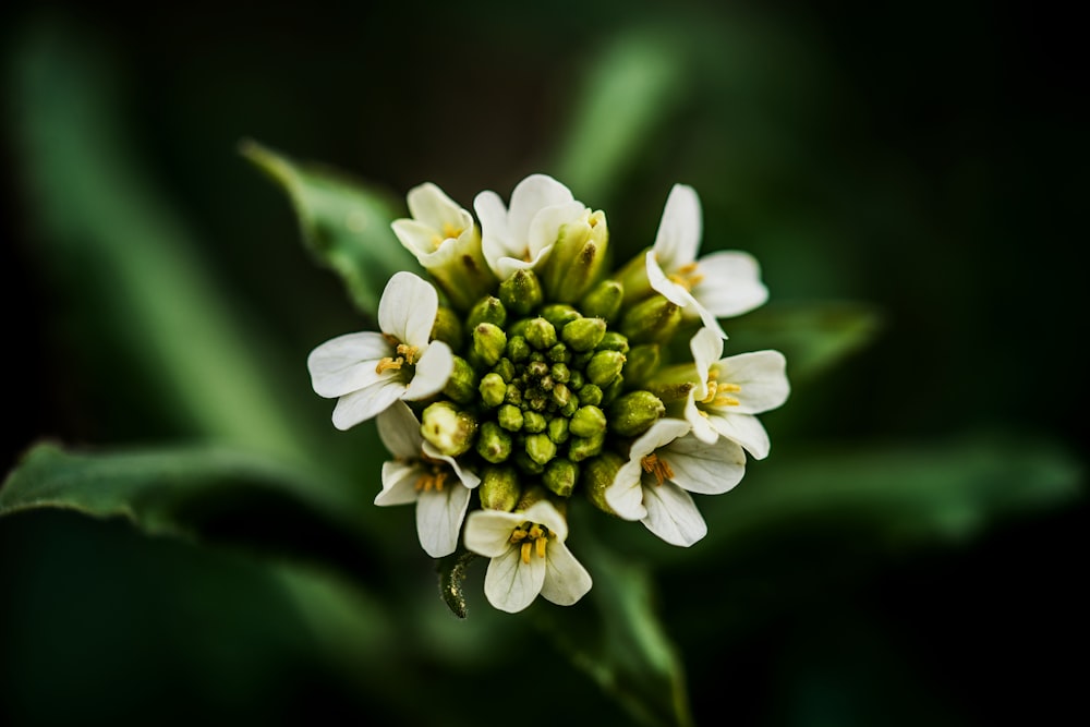 흰색 nanyberry 꽃의 매크로 사진