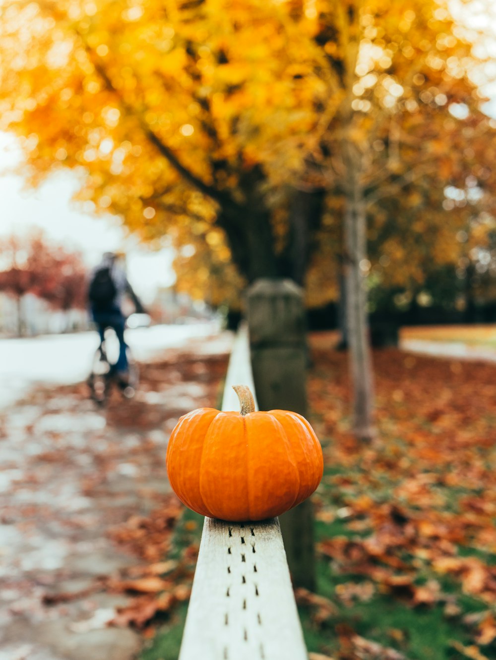 shallow focus photo of orange pumpkin