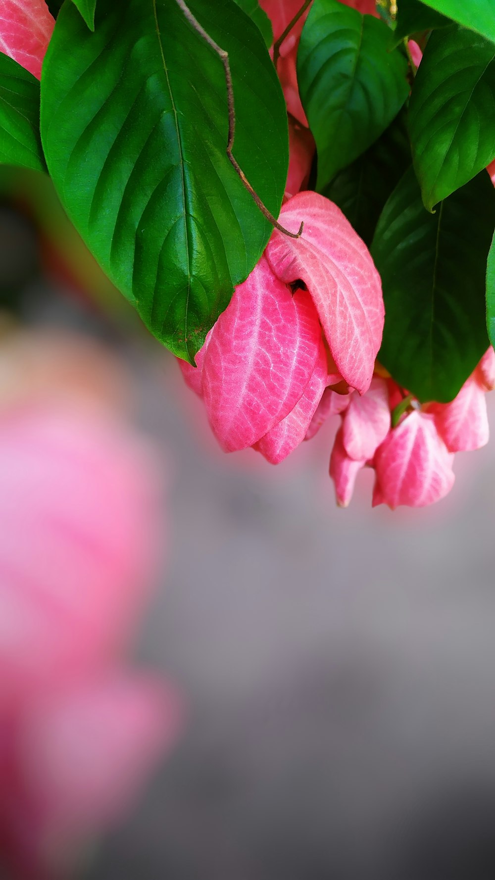 pink-petaled flowers