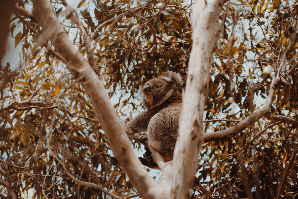 Oso koala trepando a un árbol