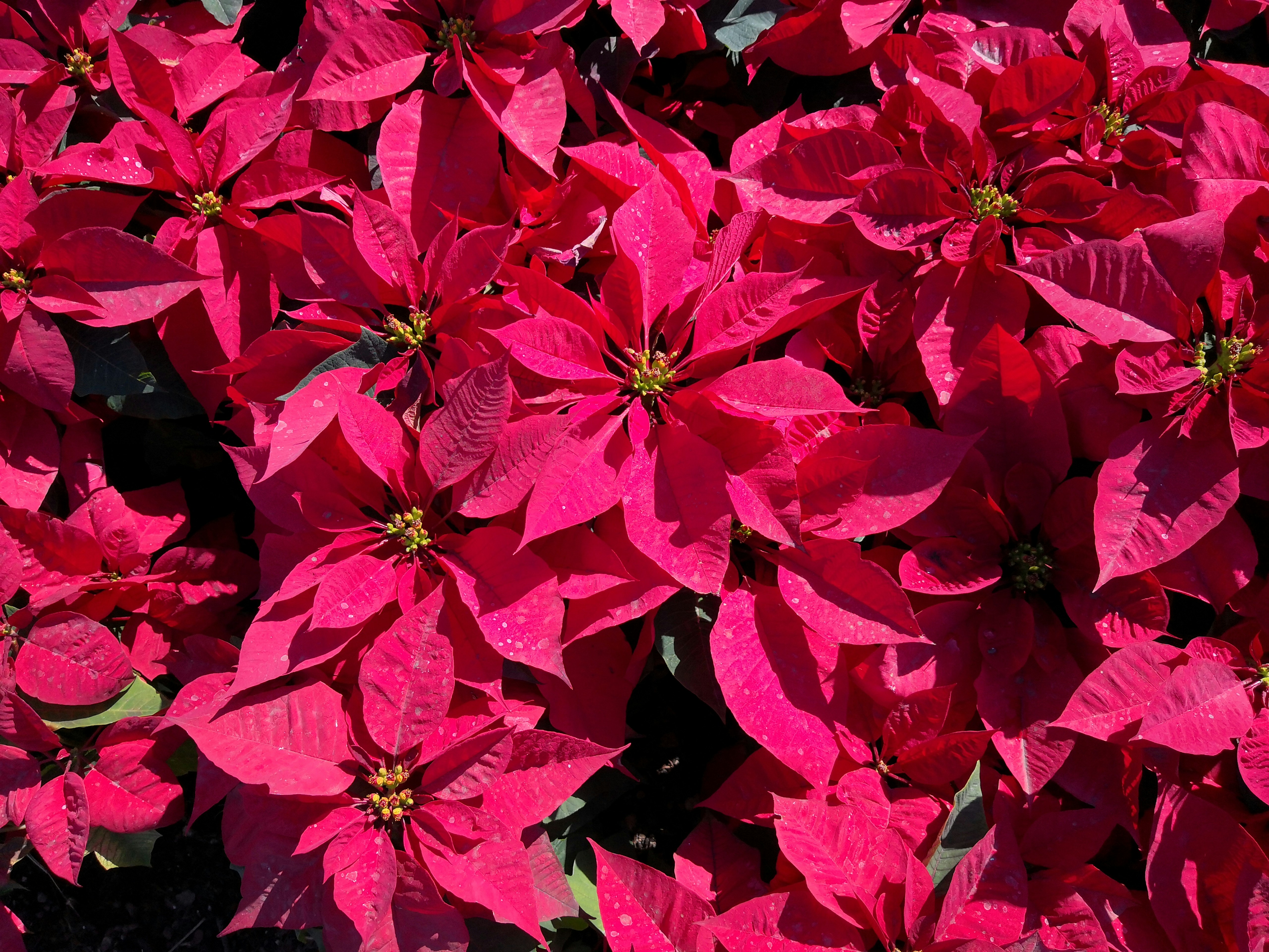 macro photography of pink poinsettia flowers poinsettia zoom background