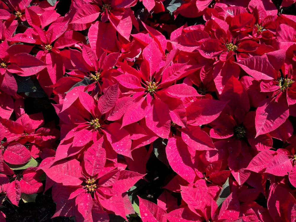 macro photography of pink poinsettia flowers
