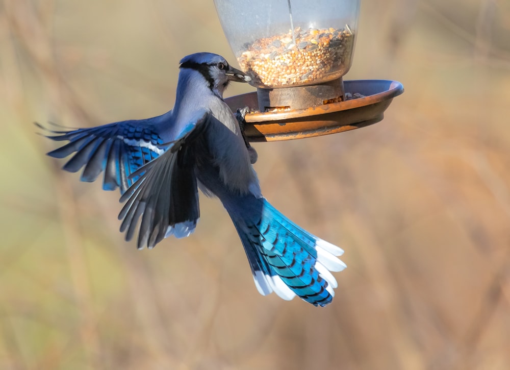 Pájaro arrendajo azul