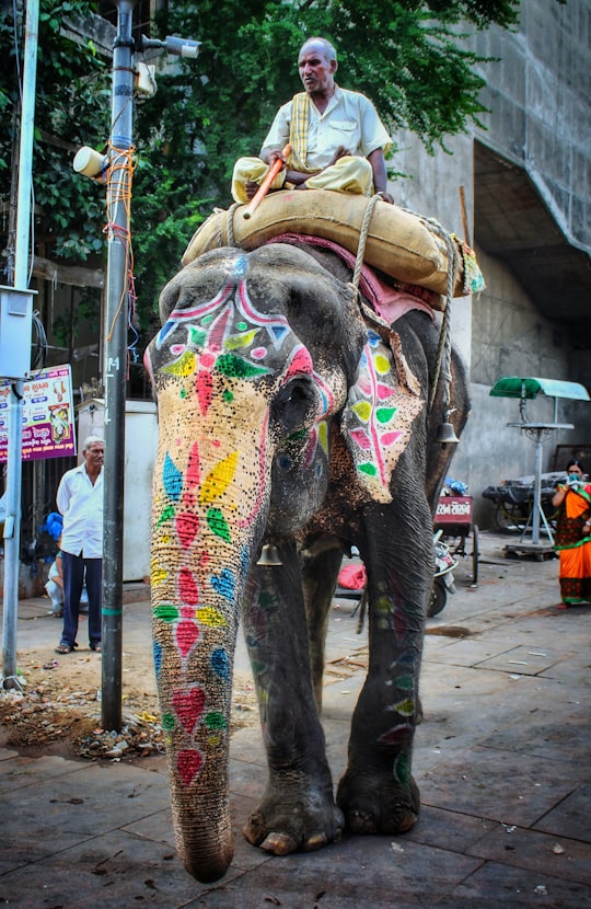 man riding elephant beside post in Ahmedabad India