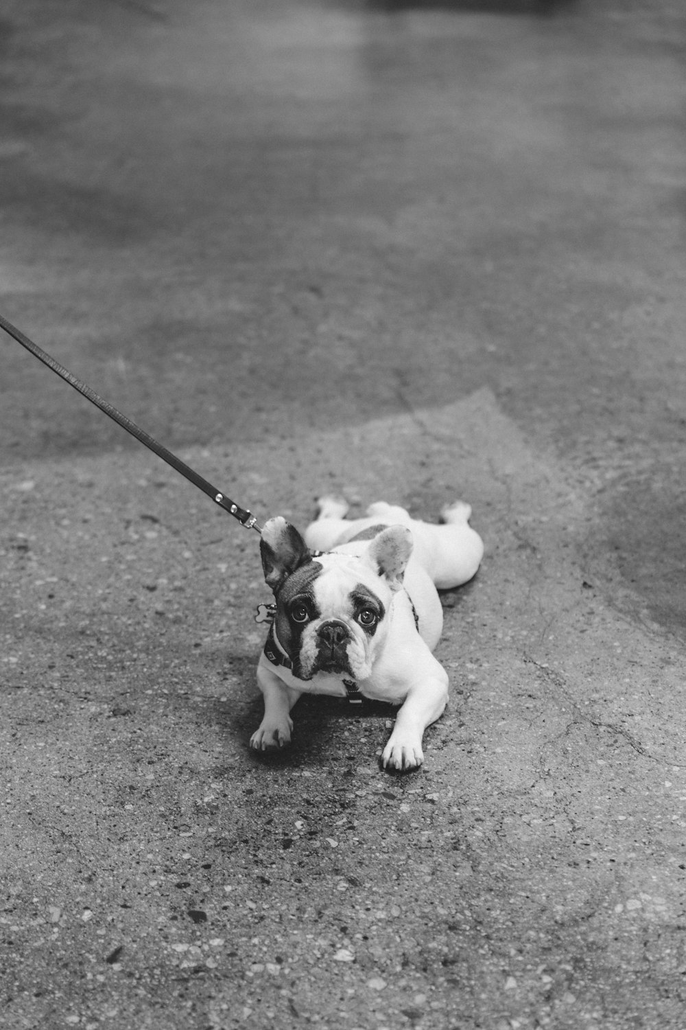 grayscale photography of puppy with collar on ground