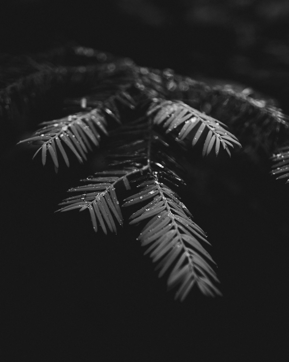 grayscale photography of water drops on plant