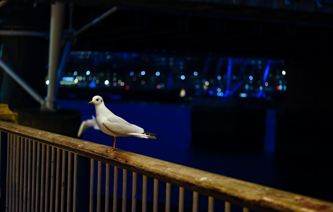 seagull on wooden railings near body of water during night time