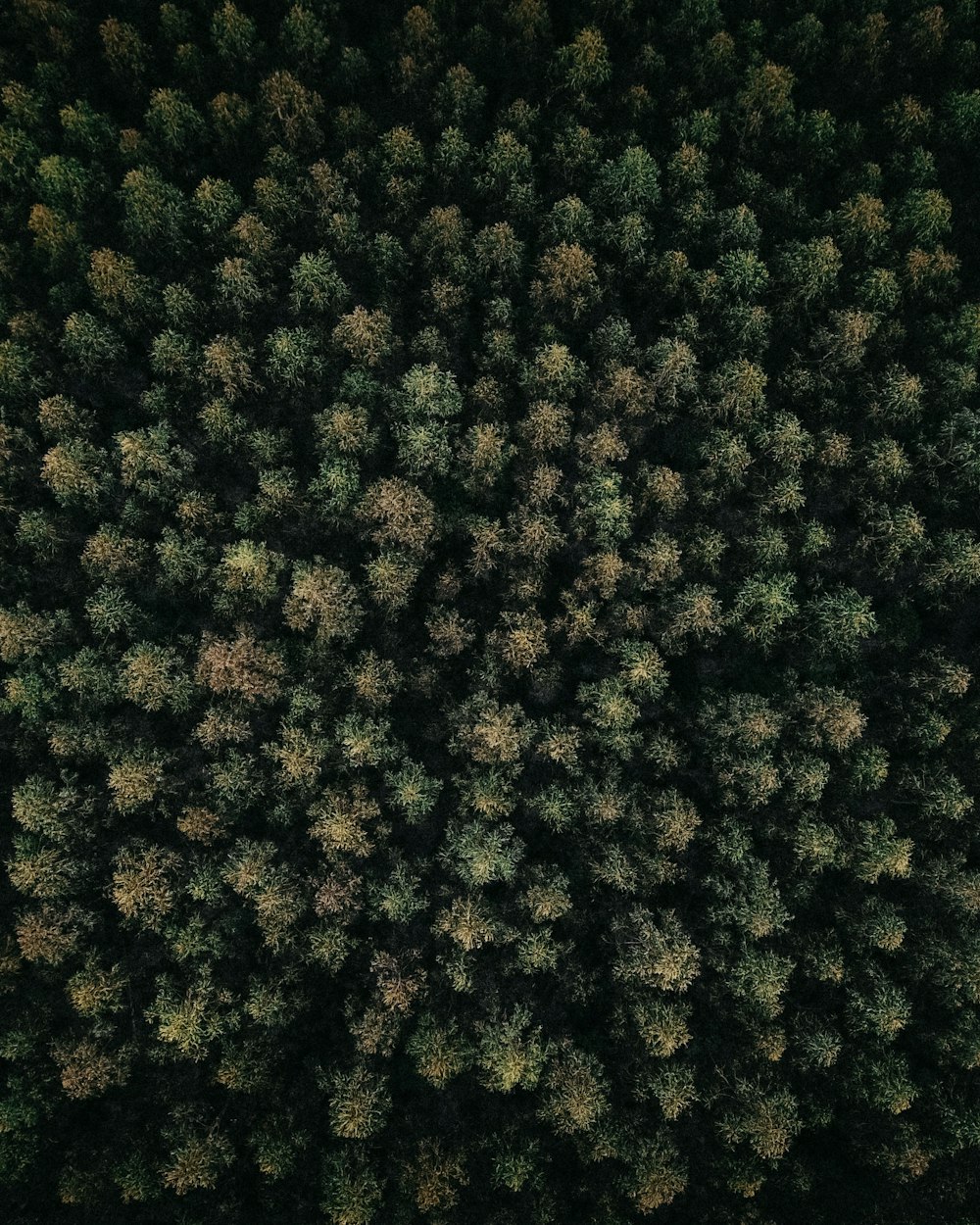 aerial photography of forest with tall trees