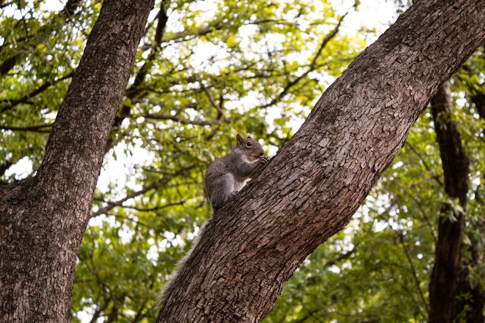 squirrel perch on the branch of tree