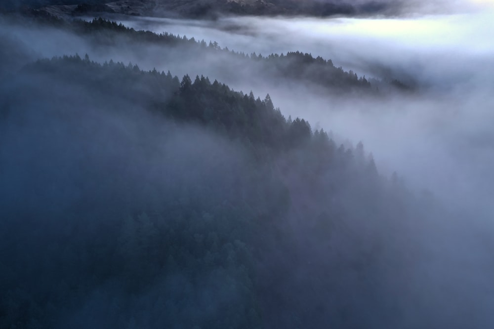 aerial photography of foggy pine trees