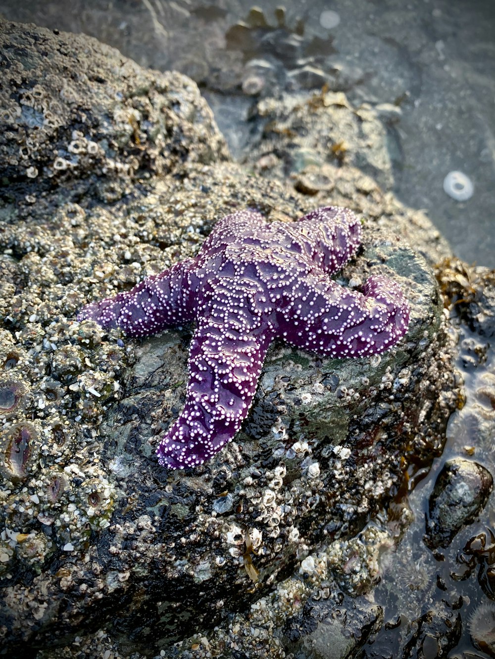 purple starfish