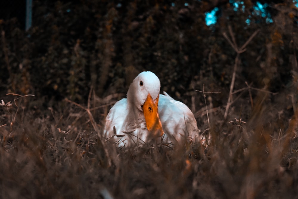 Fotografía del pato blanco