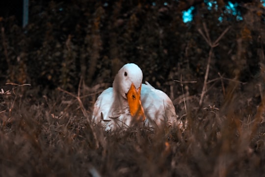 white duck photograph in Chennai India