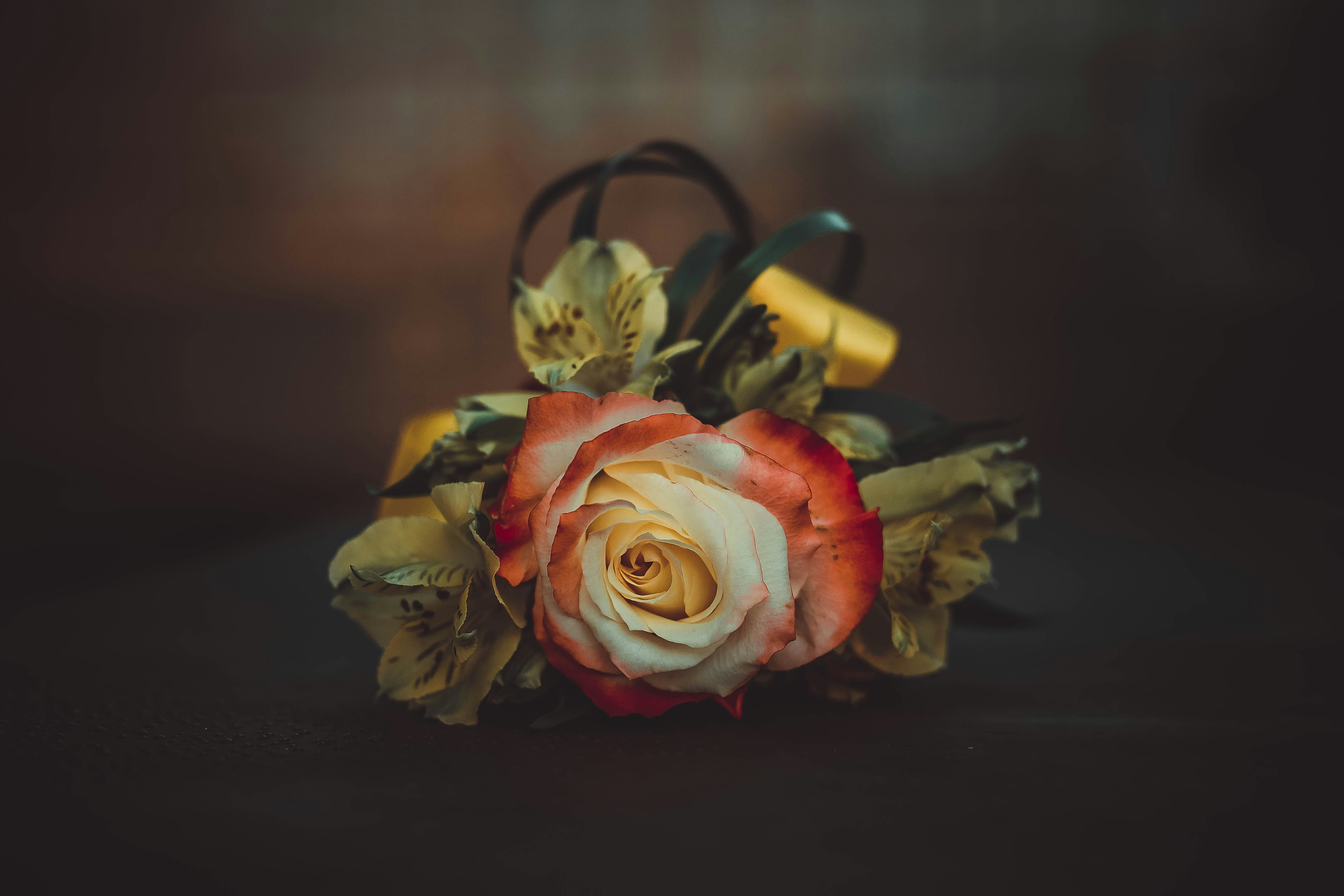selective focus photography of white and red-petaled rose