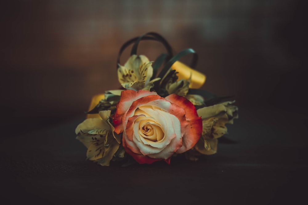 selective focus photography of white and red-petaled rose