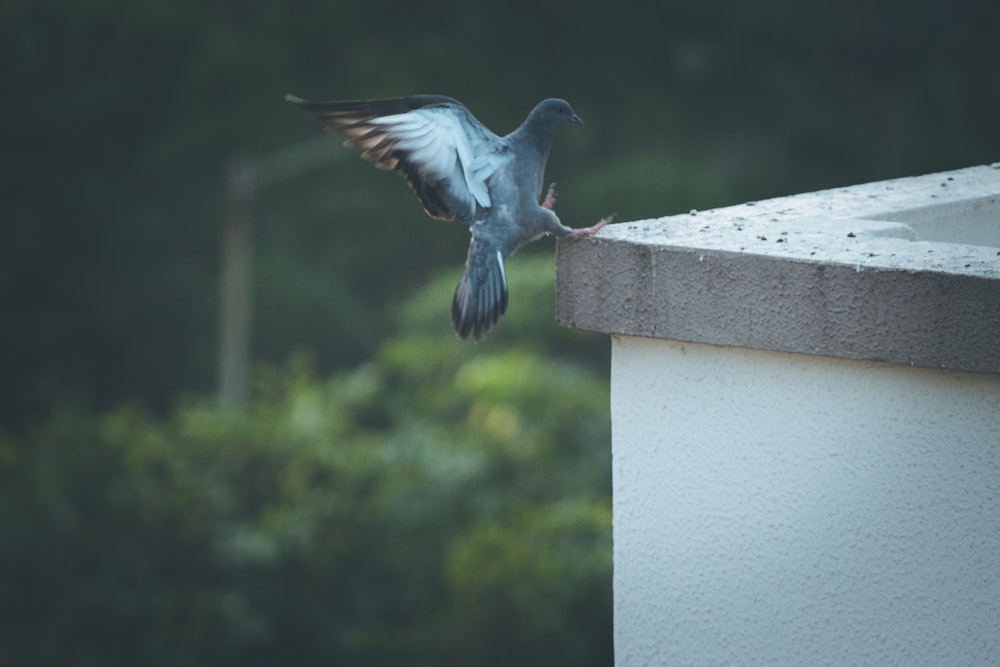 コンクリートの端にとまる鳩