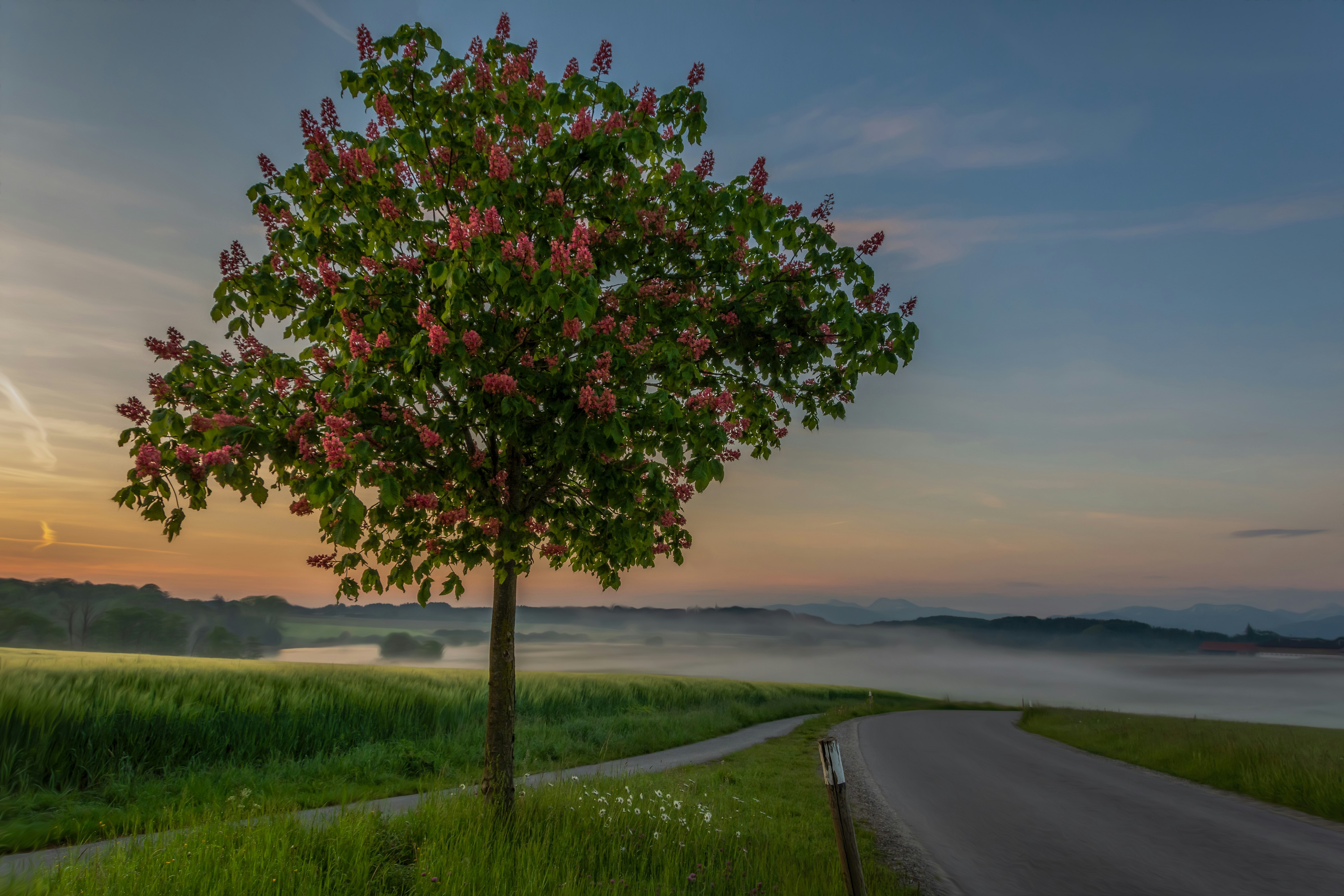 tree beside empty road