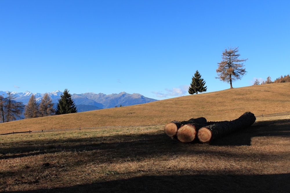 brown wood logs on field