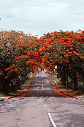 red and green leaf trees beside road