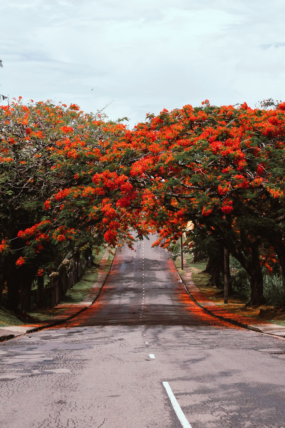 red and green leaf trees beside road